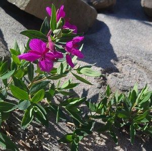 Meet your Posher, Francesca